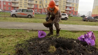 Новые деревья в Орджоникидзевском районе