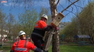 Скворечники в детском саду