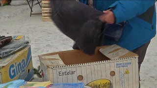 Торговля и снег во дворах – объезд Главы города