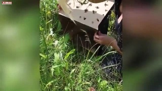 Помогли диким животных