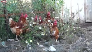 Развитие соцконтракта в Кузбассе