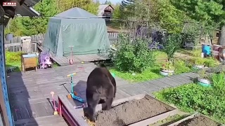 Ситуацию с медведями обсудили на комиссии по ЧС