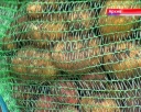 Всекузбасский день картофеля