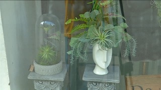 Флористика в окнах худмузея