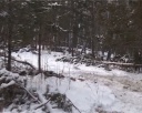 Новогодние ели взяты под охрану