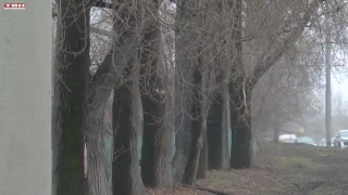 Проблему аварийных деревьев будут решать