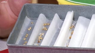 Анонс программы «Вперед, товарищи! На дачу!» от 31.03.26