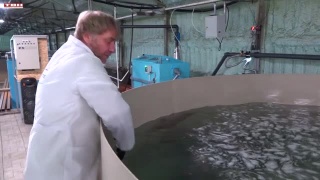 В Калтане будут выращивать осетров