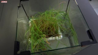 ЕВРАЗ и СибГИУ создают фитоплоты