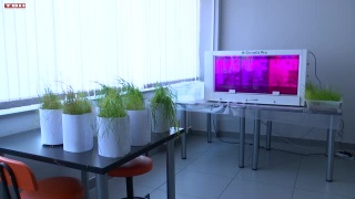Экологический эксперимент поставили ученые СибГИУ