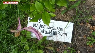 Флористическое чудо под Новокузнецком