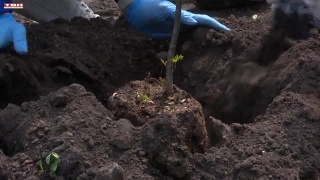 80 молодых рябинок к 80-летию Великой Победы