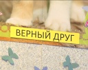 Юные читатели помогают бездомным животным