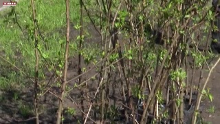 Сотрудники Новой Горной УК озеленяют город