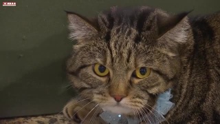 В музей в день кошек