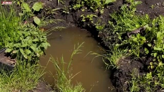 Анонс программы «Вперед, товарищи! На дачу!» от 11.06.24