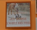 Фотоконкурс о домашних животных