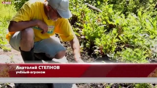Анонс программы «Вперед, товарищи! На дачу!» от 25.06.24