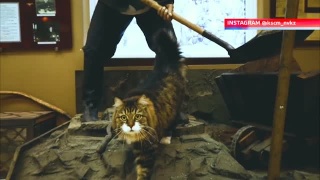 Кот Бардина в музее Бардина