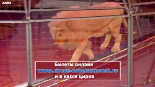 «Жирафшоу» продлевается до 3 сентября 