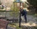 Кузбассразрезуголь высаживает деревья 