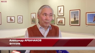 «50 оттенков лошади» в НХМ